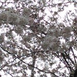 日曜日の桜