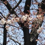 土曜日の桜